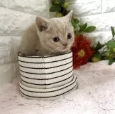 ブリティッシュショートヘア