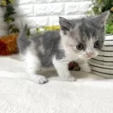 ブリティッシュショートヘア