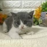 ブリティッシュショートヘア