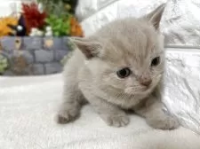 ブリティッシュショートヘア【神奈川県・男の子・2025年9月25日・クリームタビー】の写真3