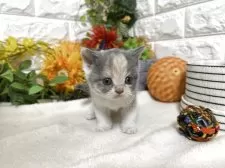 ブリティッシュショートヘア【神奈川県・女の子・2025年9月25日・ダイリュートキャリコ】の写真3