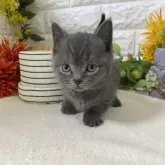 マンチカン(長足)【神奈川県・男の子・2025年3月8日・ブルークラッシクタビー】の写真4