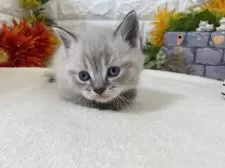 マンチカン(長足)【神奈川県・男の子・2025年3月22日・シールポイント】の写真4