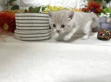 ブリティッシュショートヘア【神奈川県・男の子・2025年9月25日・クリームタビー&ホワイト】の写真4