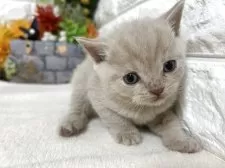 ブリティッシュショートヘア【神奈川県・男の子・2025年9月25日・クリームタビー】の写真5