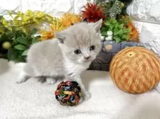 ブリティッシュショートヘア【神奈川県・男の子・2025年9月25日・クリームタビー&ホワイト】の写真7