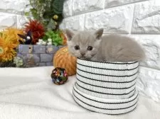 ブリティッシュショートヘア【神奈川県・男の子・2025年9月25日・クリームタビー】の写真7