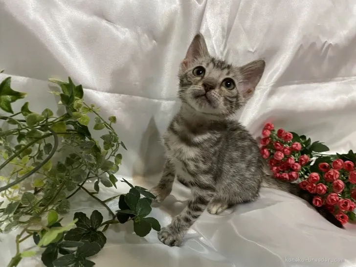 ID：2008-01900の子猫