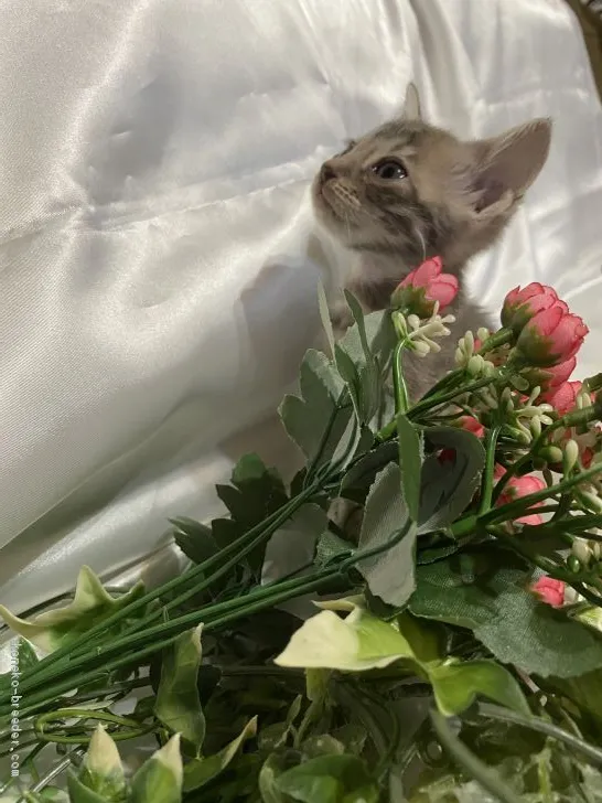 ID：2008-01829の子猫