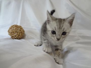 マンチカン(長足)【東京都・男の子・2018年3月10日・シルバーマッカレルタビー（ふわもこ少し長毛(中毛)君）】の写真「販売開始です！期間限定大特価！」