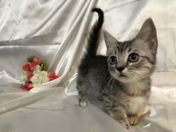 マンチカン(長足)【東京都・女の子・2019年10月4日・シルバーマッカレルタビー（柔らか子猫の毛並みです）】の写真「【期間限定価格】とっても甘えん坊なかわい子ちゃん♡」