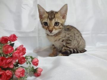 ベンガル【東京都・女の子・2018年5月16日・ブラウンスポッテッドタビー（ふわふわ子猫の毛並みです）】の写真「夏休み大特価！この機会にどうぞ！」