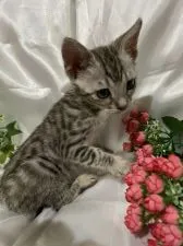 ベンガル【東京都・女の子・2020年7月15日・シルバースポッテッドタビー】の写真2「キレイなシルバーの毛並みです✨」