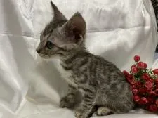 ベンガル【東京都・女の子・2020年7月15日・シルバースポッテッドタビー】の写真4「だんだんしっかりとしてきました✨」