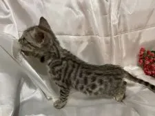 ベンガル【東京都・女の子・2020年7月15日・シルバースポッテッドタビー】の写真5「スポットもキレイです✨」