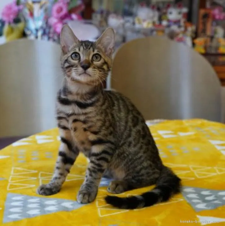 うまたろう 様のお迎えした子猫