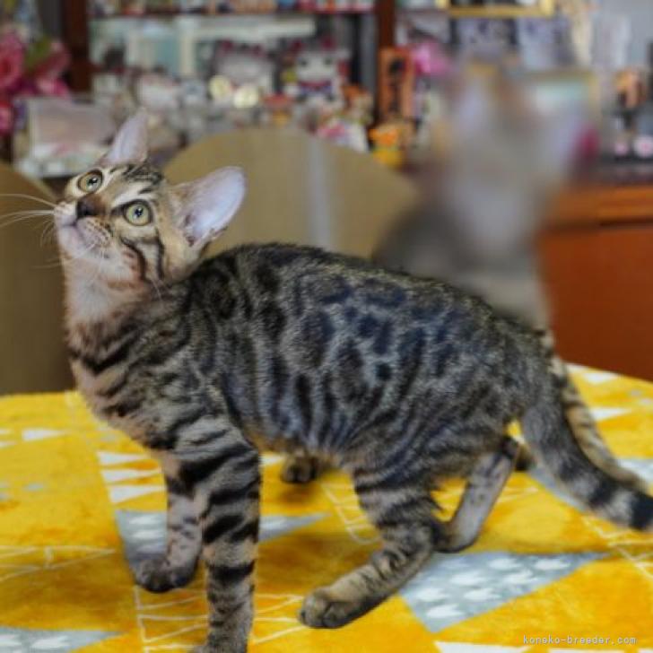 うまたろう 様のお迎えした子猫