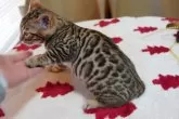 ベンガル【愛媛県・男の子・2023年10月21日・ブラウンスポテッドタビー(ロゼット)】の写真5