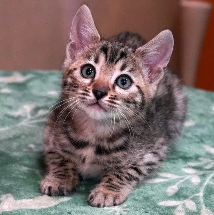 ID:2505-00077の子猫