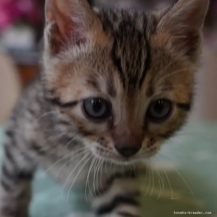 ID：2505-02108の子猫