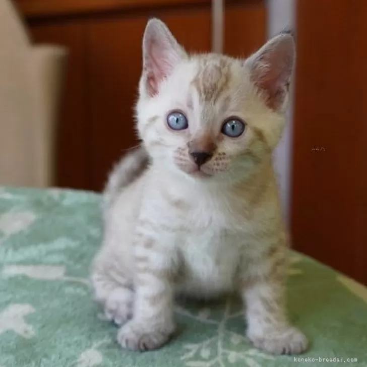 ID：2509-01019の子猫