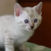 ベンガル