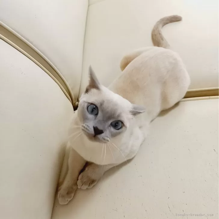 ID:2401-00890の子猫