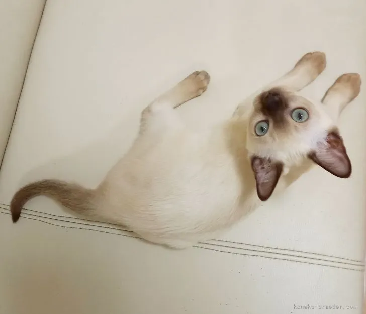 ID:2112-02056の子猫