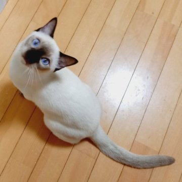 トンキニーズ【埼玉県・男の子・2023年1月12日・シャンパンポイント（シルキータッチ！）】の写真「去勢済で安心！　ブルーの美しい瞳と明るい♪性格」