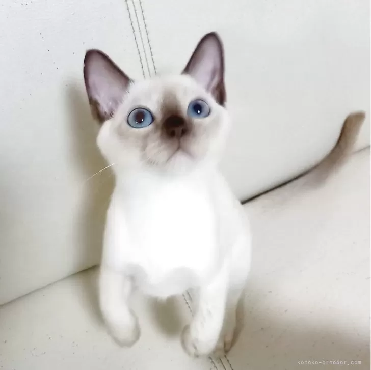 ID:2505-01306の子猫