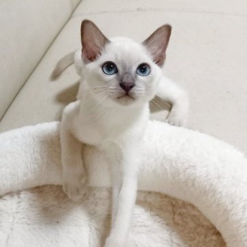 トンキニーズ【埼玉県・男の子・2025年8月2日・プラチナミンク（豊かなシルキータッチの被毛✨）】の写真「気品のあるタイプ　クリックリのアクアの美しい瞳✨」