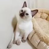 トンキニーズ