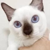 トンキニーズ