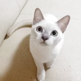 トンキニーズ