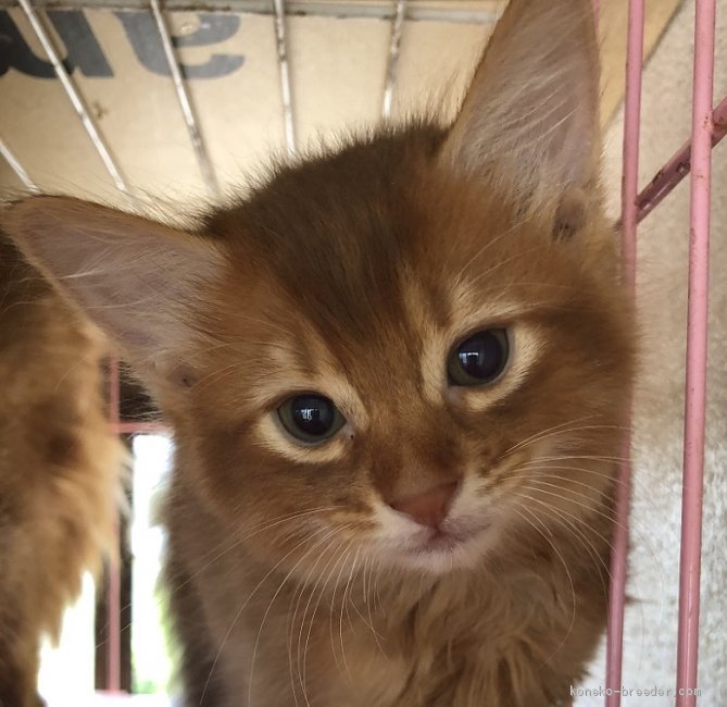岩本美鈴ブリーダーのブログ：ソマリの子猫達