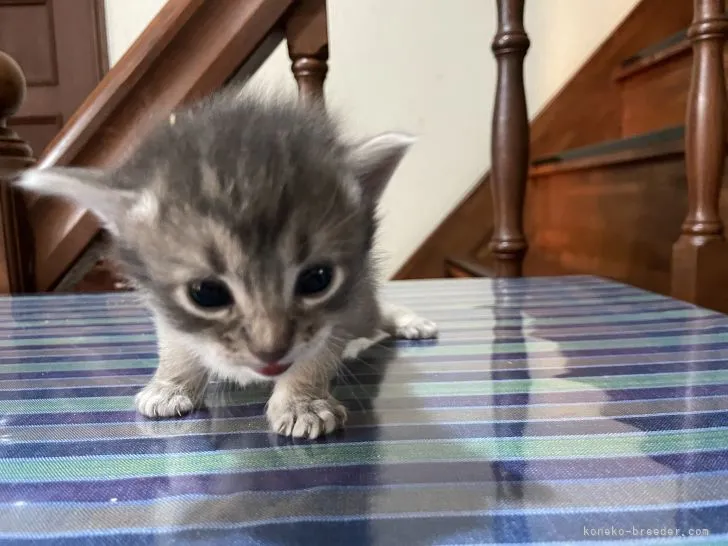 ID：2112-01050の子猫