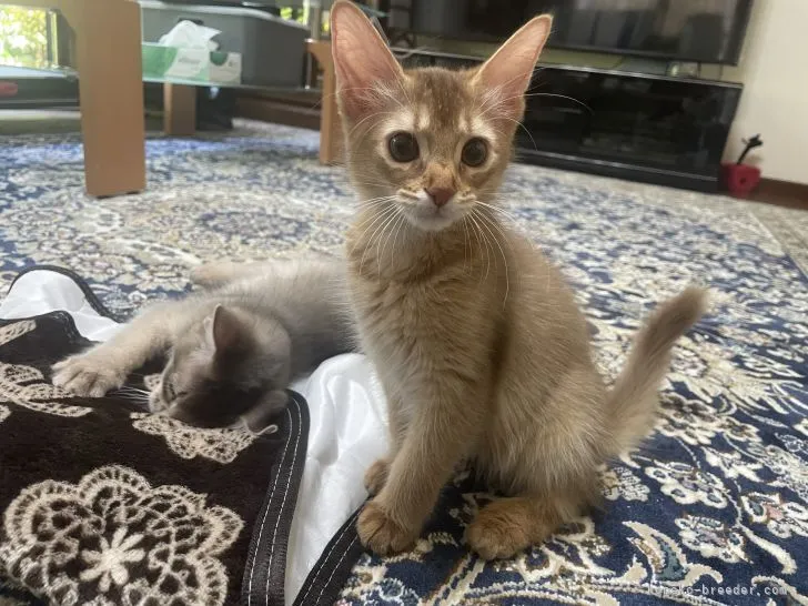 ID：2205-02500の子猫