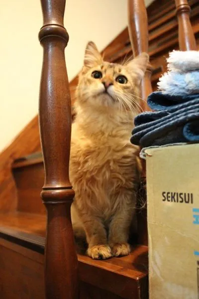 ID：1501-00202の子猫