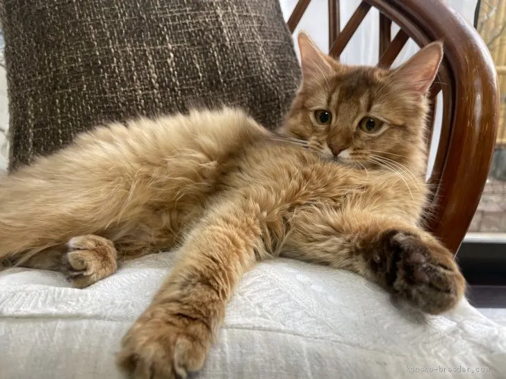 ID:2102-01722の子猫