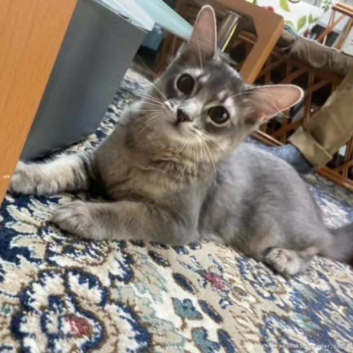 Em 様のお迎えした子猫