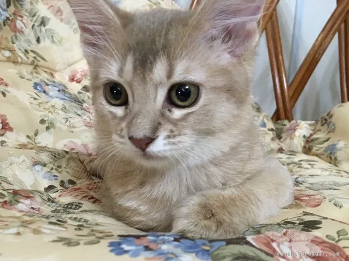 ID:1608-00506の子猫