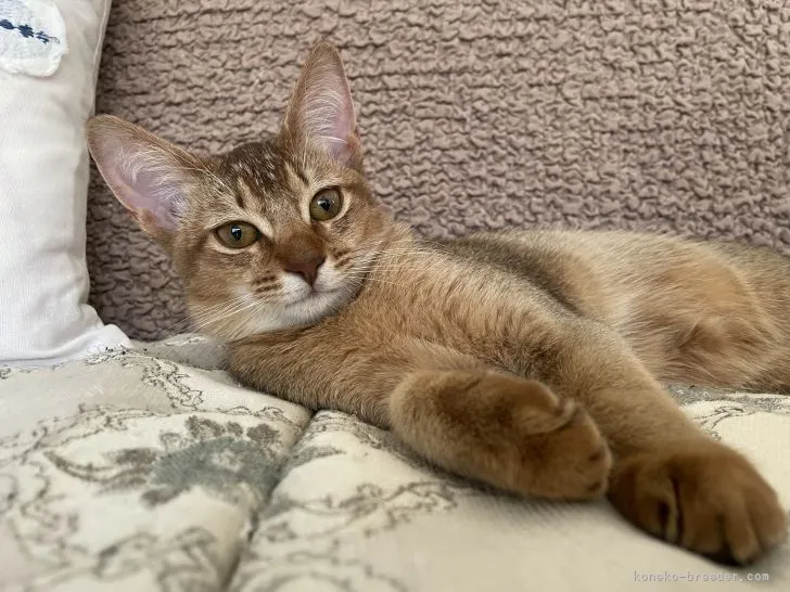 K.A 様のお迎えした子猫