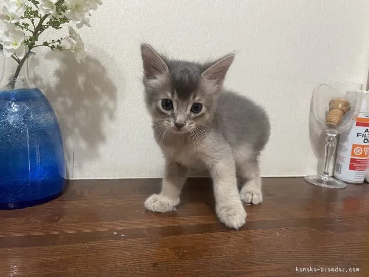 ID:2106-01967の子猫