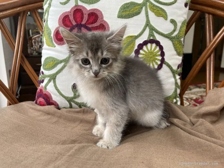 ID:2110-01601の子猫