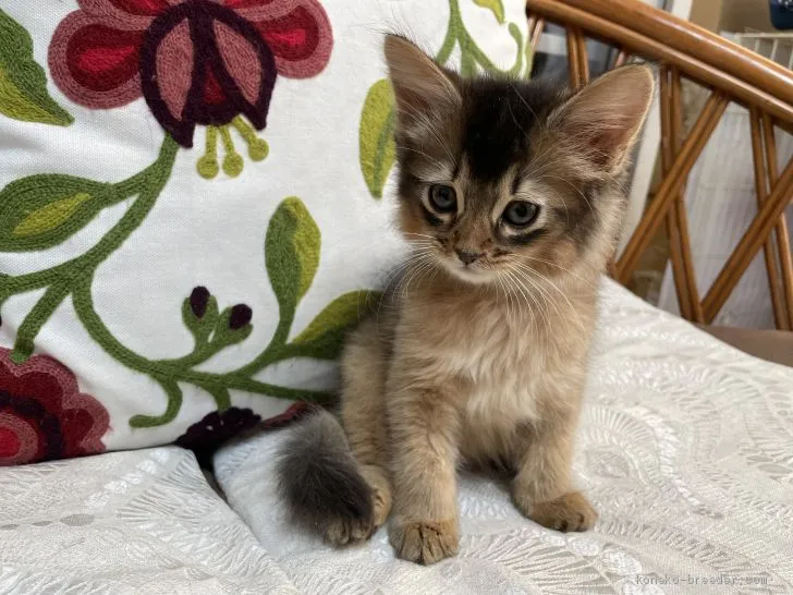 ID:2102-01726の子猫