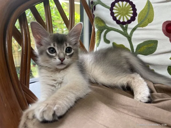 U.R 様のお迎えした子猫