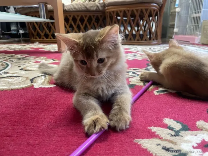 ID:2112-00563の子猫