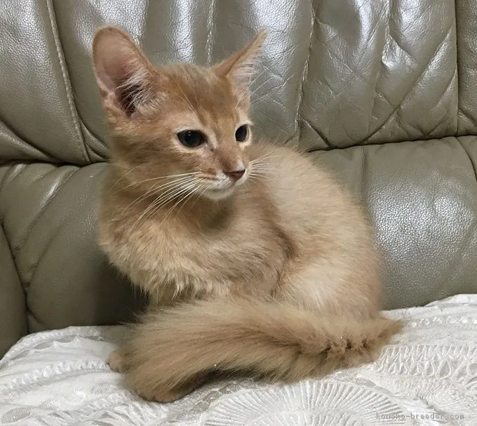 ID:1809-00808の子猫