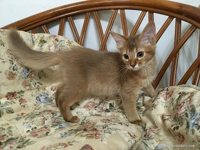 ID：1608-00507の子猫