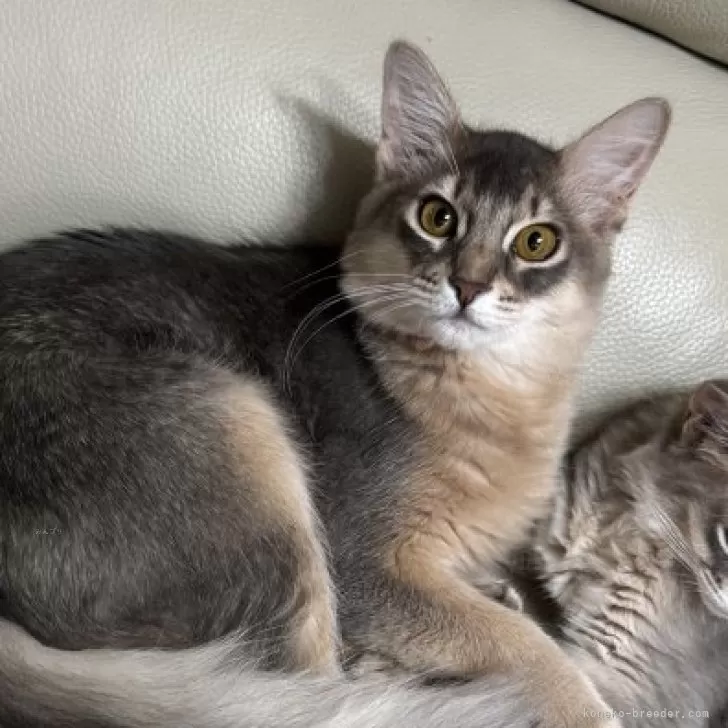 ID:2407-02859の子猫